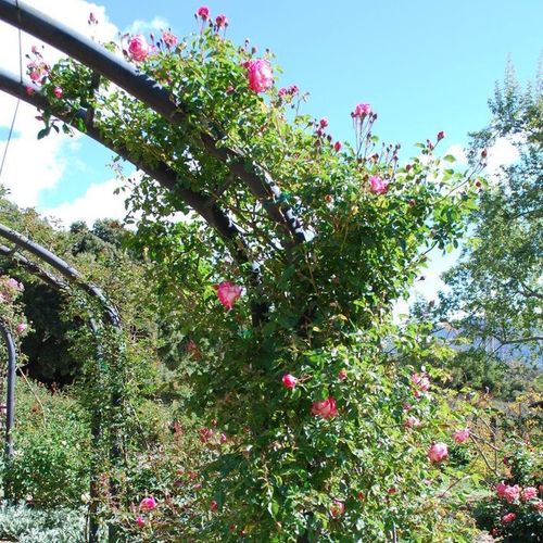 Alb cu marginea petalei ciclam - Trandafir copac cu trunchi înalt - cu flori în buchet - coroană curgătoare